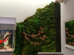 Preserved Moss Green Wall